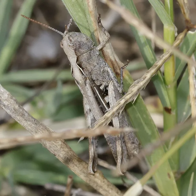 Chorthippus