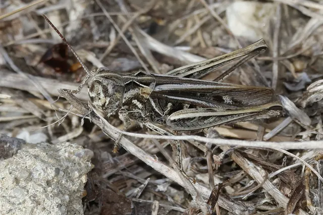 Omocestus petraeus - szőke tarlósáska