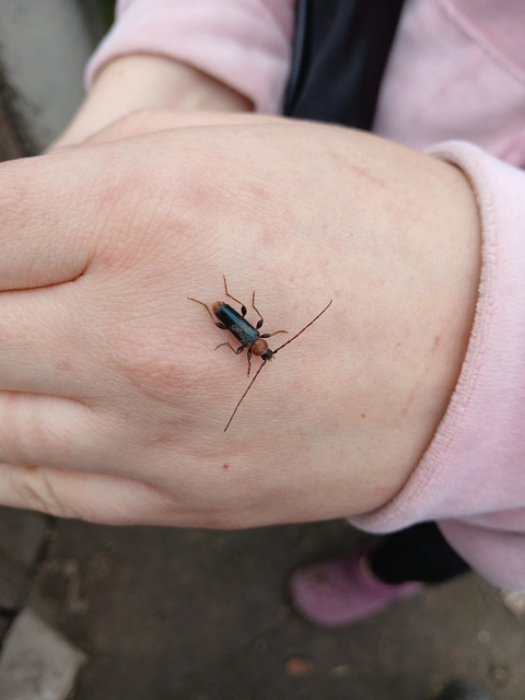 Phymatodes testaceus - változékony korongcincér