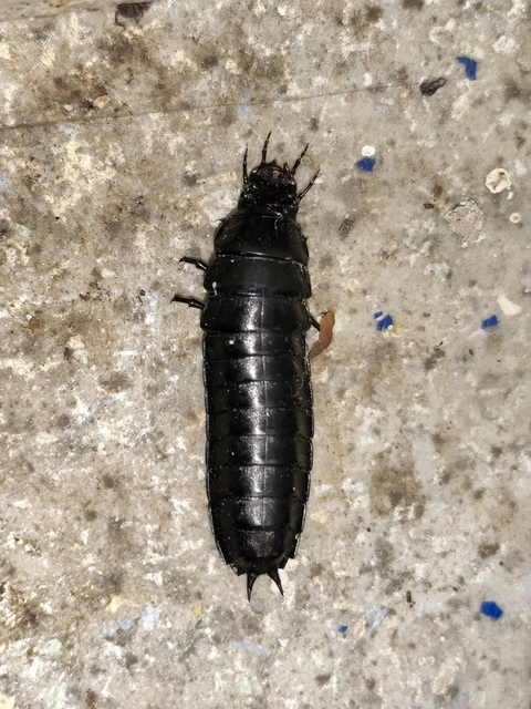 Carabus Carabus