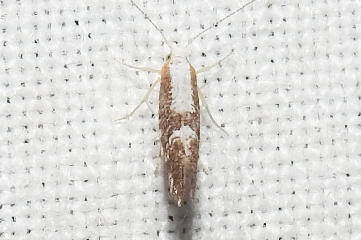 Argyresthia spinosella - kökényvirág-aranymoly