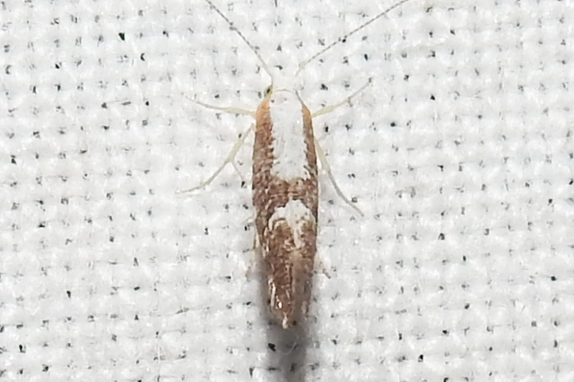 Argyresthia spinosella - kökényvirág-aranymoly