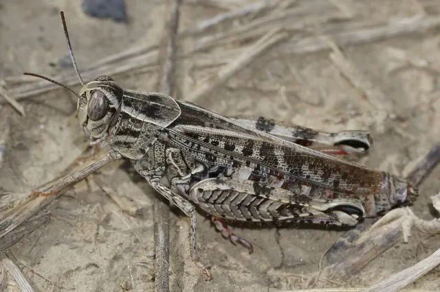 Calliptamus italicus - olaszsáska