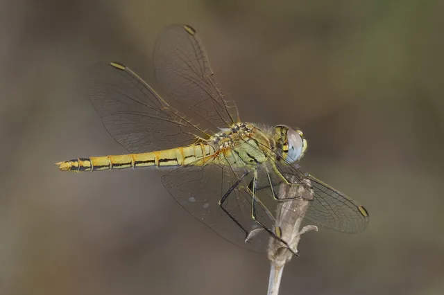 Sympetrum fonscolombii - vándor katona-szitakötő