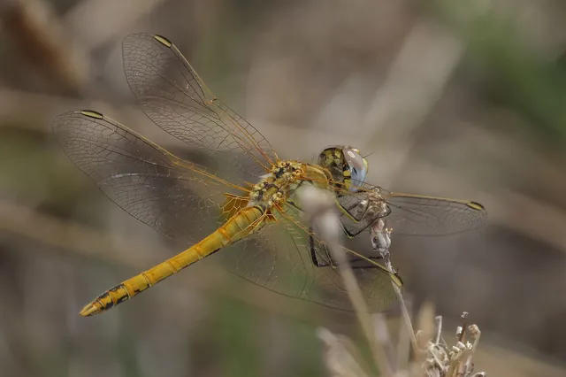 Sympetrum fonscolombii - vándor katona-szitakötő