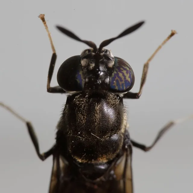Hermetia illucens