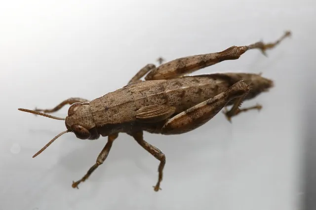 Pezotettix giornae - kis hegyisáska