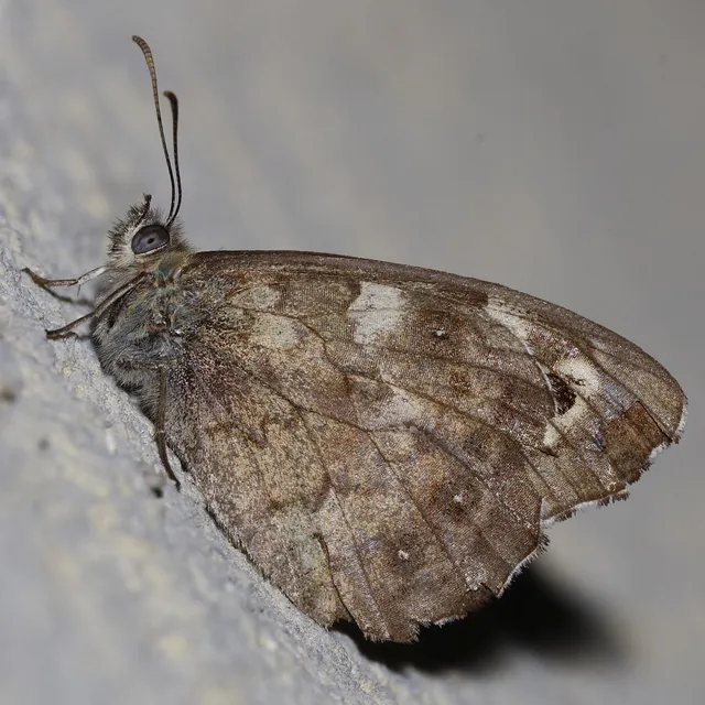 Pararge aegeria tircis - erdei szemeslepke