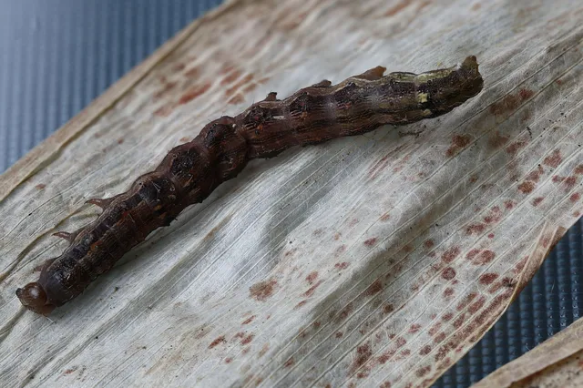 Helicoverpa armigera - kukorica-veteménybagoly
