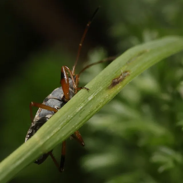 Rhyparochromidae - földibodobácsok
