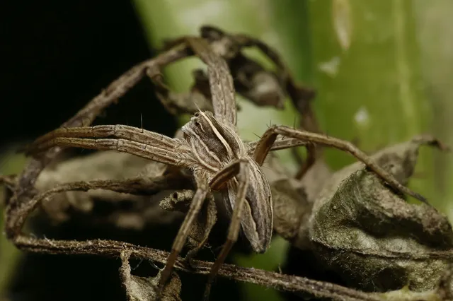 Pisaura mirabilis - csodáspók