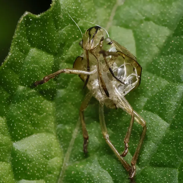 Heteroptera - Poloskák Heteroptera - Poloskák