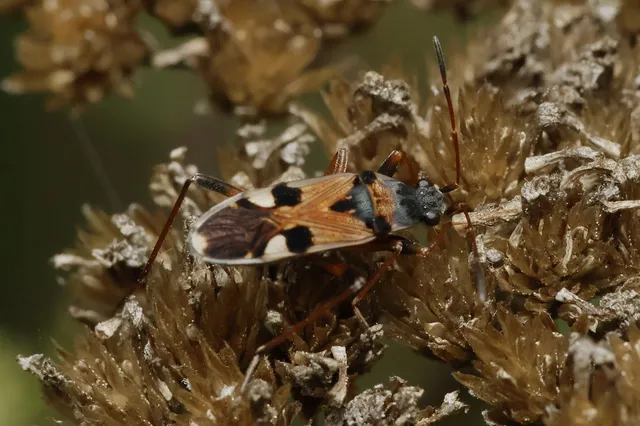 Beosus quadripunctatus - pettyes homokibodobács