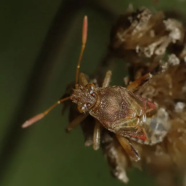 Rhopalidae - üvegpoloskák