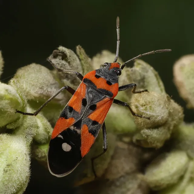 Lygaeus equestris/simulans
