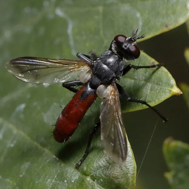 Cylindromyia bicolor