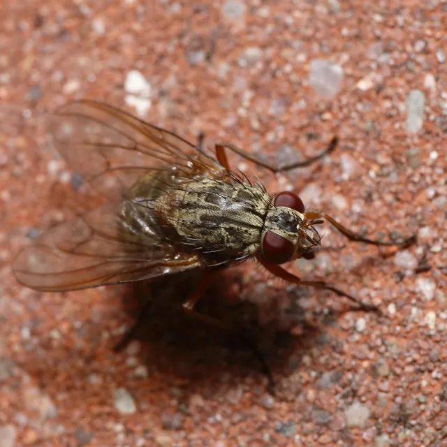 Diptera - Kétszárnyúak Diptera - Kétszárnyúak