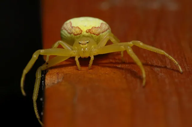 Misumena vatia - viráglakó karolópók