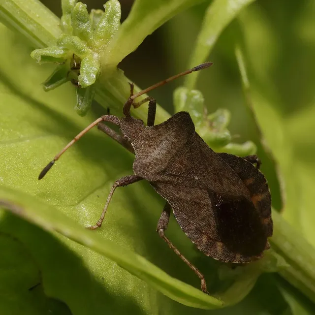 Coreus marginatus - közönséges karimáspoloska