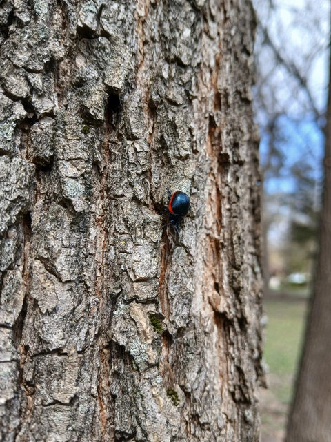 Chrysolina rossia - trapézhátú szegélyeslevelész