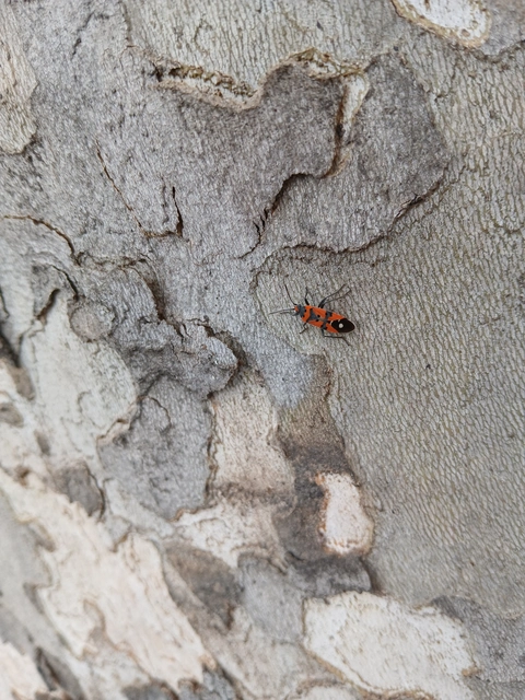 Lygaeus equestris/simulans