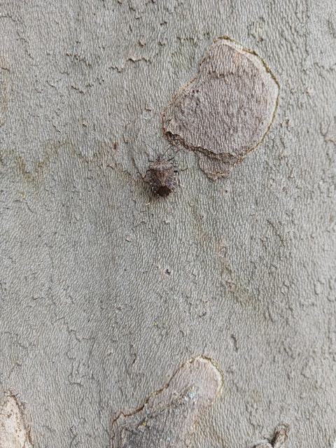 Halyomorpha halys - ázsiai márványospoloska
