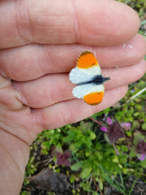 Anthocharis cardamines - hajnalpírlepke