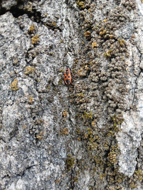 Pyrrhocoris apterus - verőköltő poloska