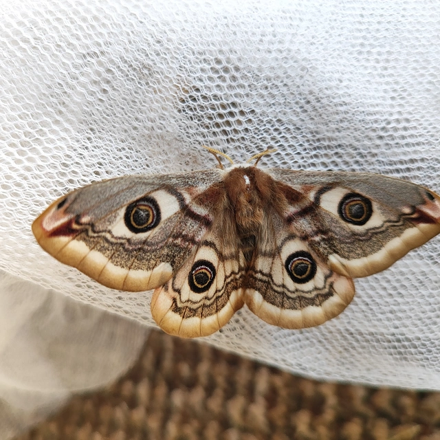 Saturnia pavoniella/pavonia