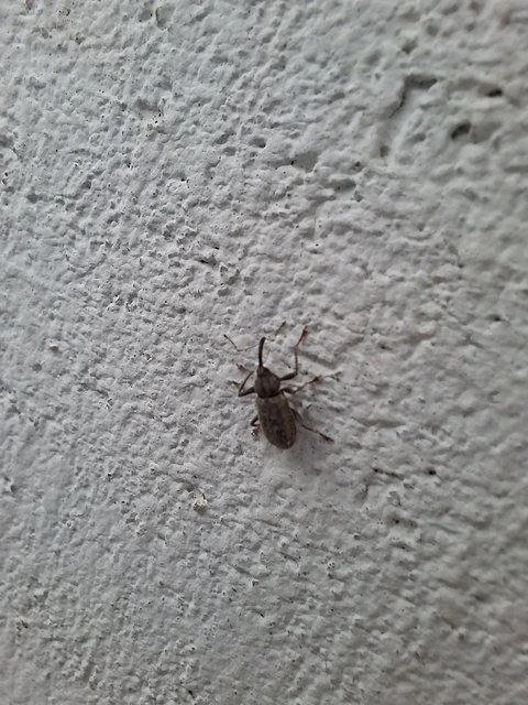 Dorytomus longimanus - kétalakú hangormányos