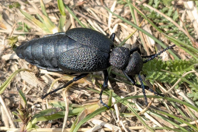 Meloe cicatricosus - óriásnünüke