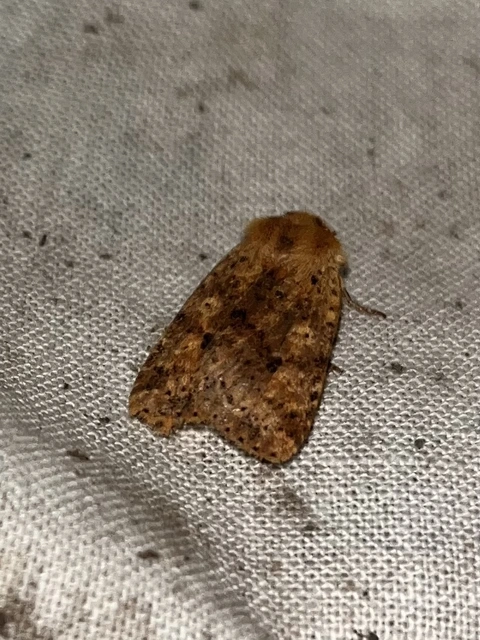 Conistra rubiginea - vörös őszibagoly