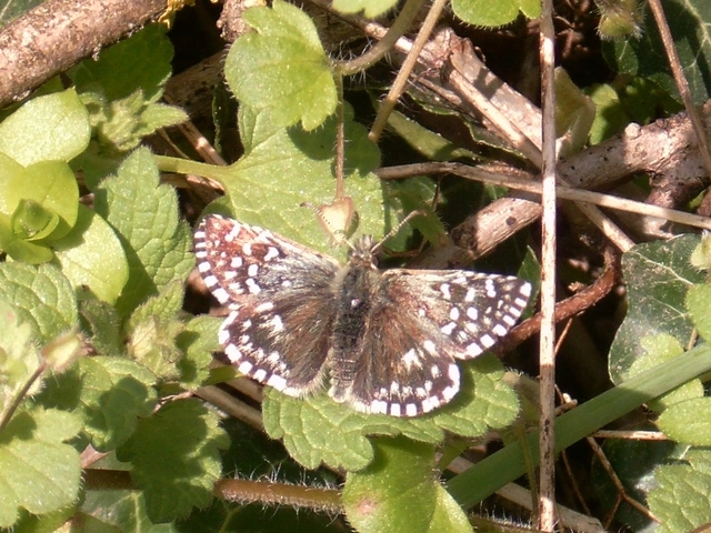 Pyrgus malvae - kis busalepke