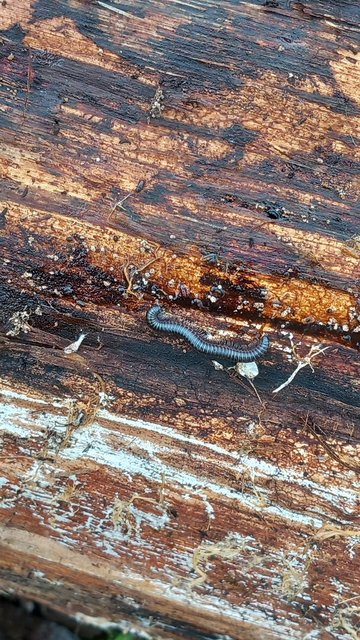 Diplopoda - Ikerszelvényesek
