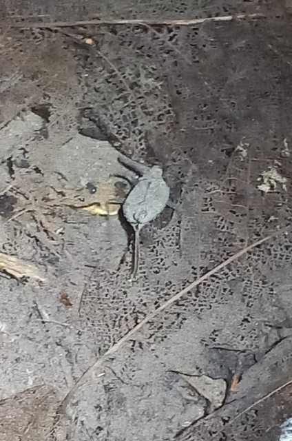 Nepa cinerea - víziskorpió