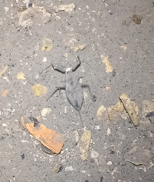 Nepa cinerea - víziskorpió