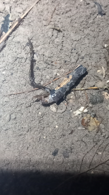 Trichoptera - Tegzesek