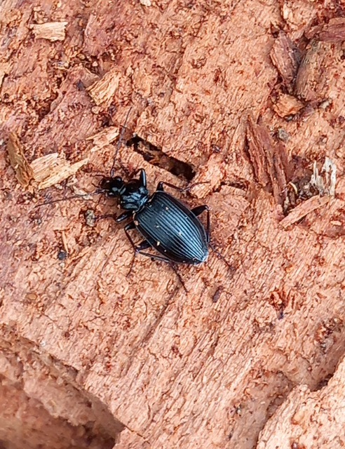 Limodromus assimilis - vöröslábú kisfutó