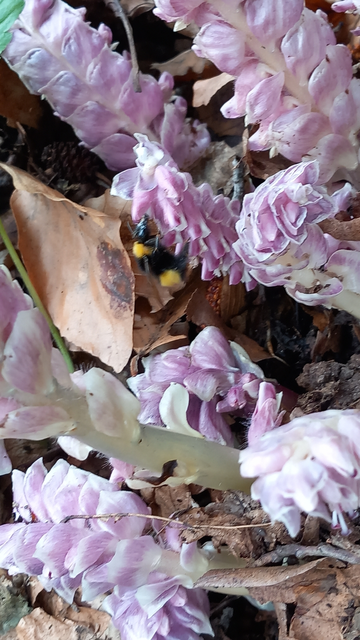 Bombus - poszméhek