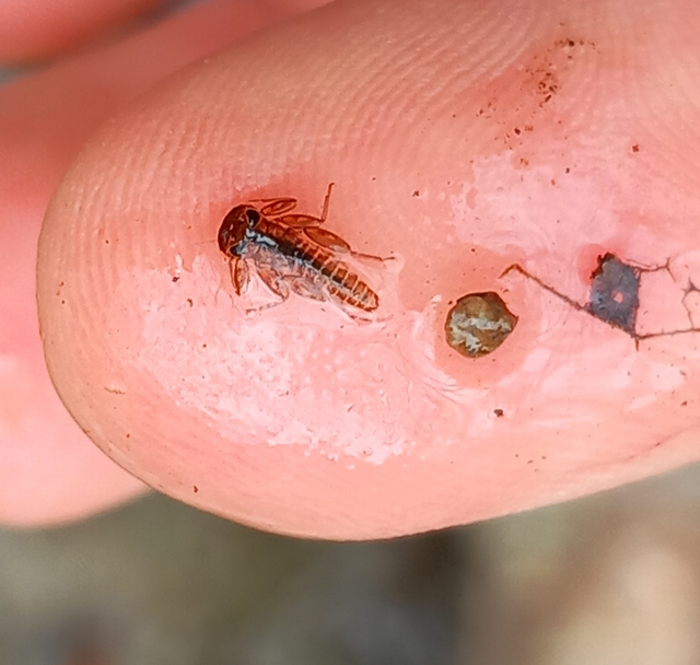 Ephemeroptera - Kérészek