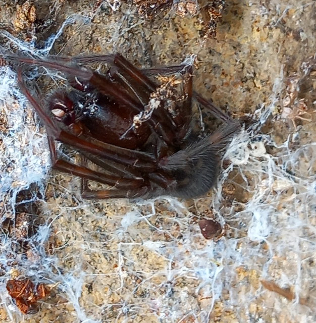 Amaurobiidae - eretnekpókok