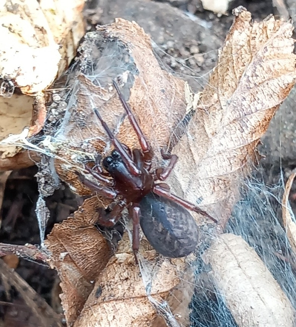 Amaurobiidae - eretnekpókok