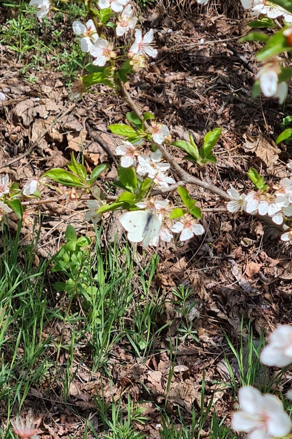 Pieris rapae - répalepke
