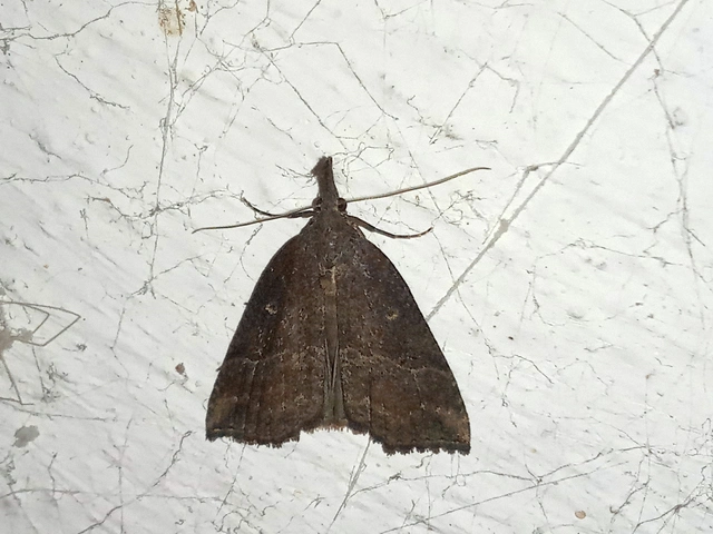 Hypena rostralis - közönséges karcsúbagoly