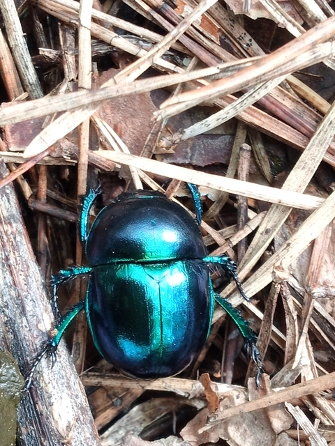 Trypocopris vernalis - tavaszi álganéjtúró