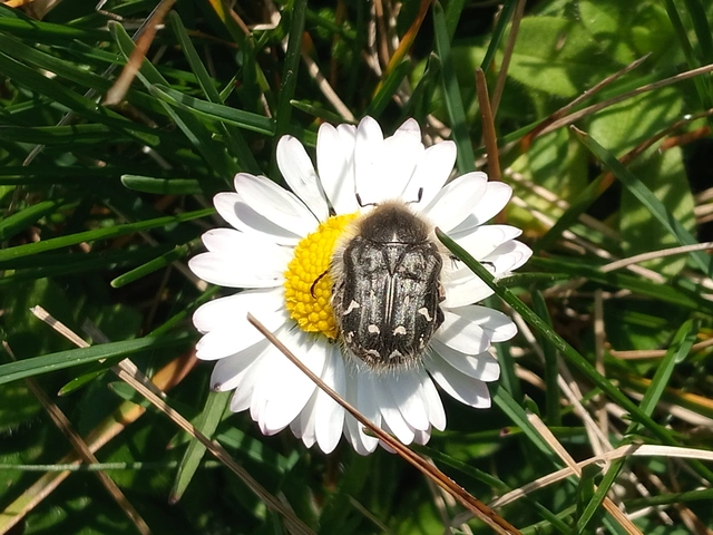 Tropinota hirta - bundás virágbogár
