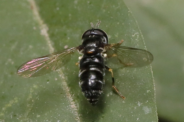 Diptera - Kétszárnyúak Diptera - Kétszárnyúak