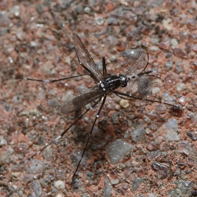 Diptera - Kétszárnyúak Diptera - Kétszárnyúak