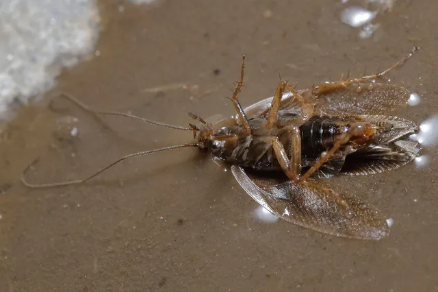 Blattodea - Csótányok Blattodea - Csótányok