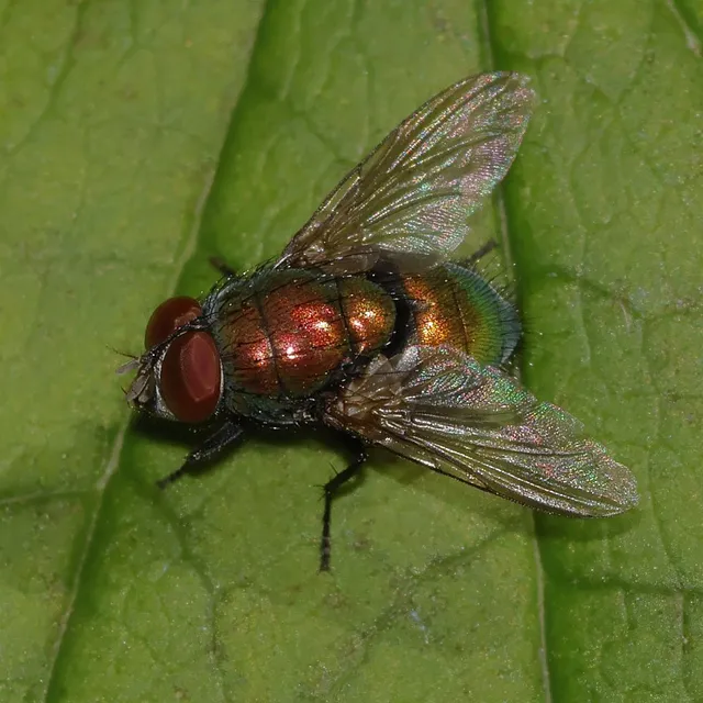 Diptera - Kétszárnyúak Diptera - Kétszárnyúak